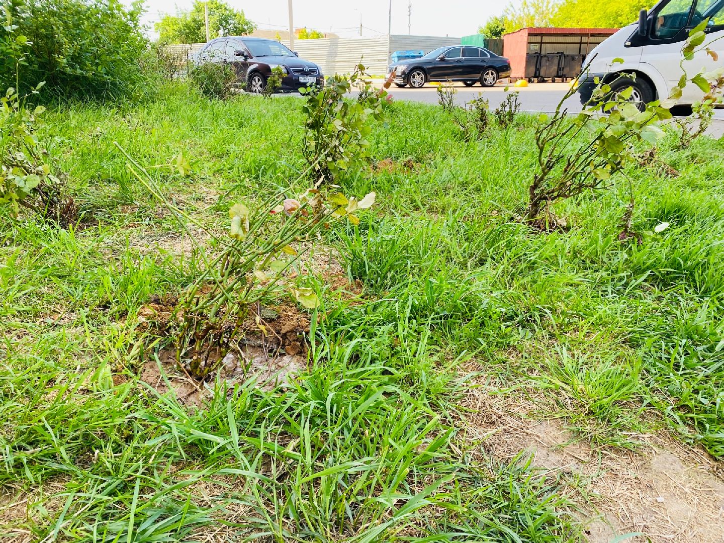 Домодедово, благоустройство, посадка роз, кустовые розы