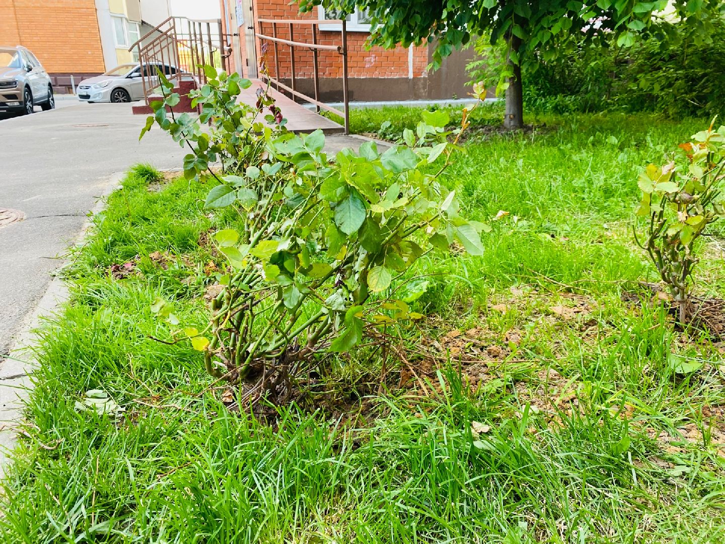 Домодедово, благоустройство, посадка роз, кустовые розы