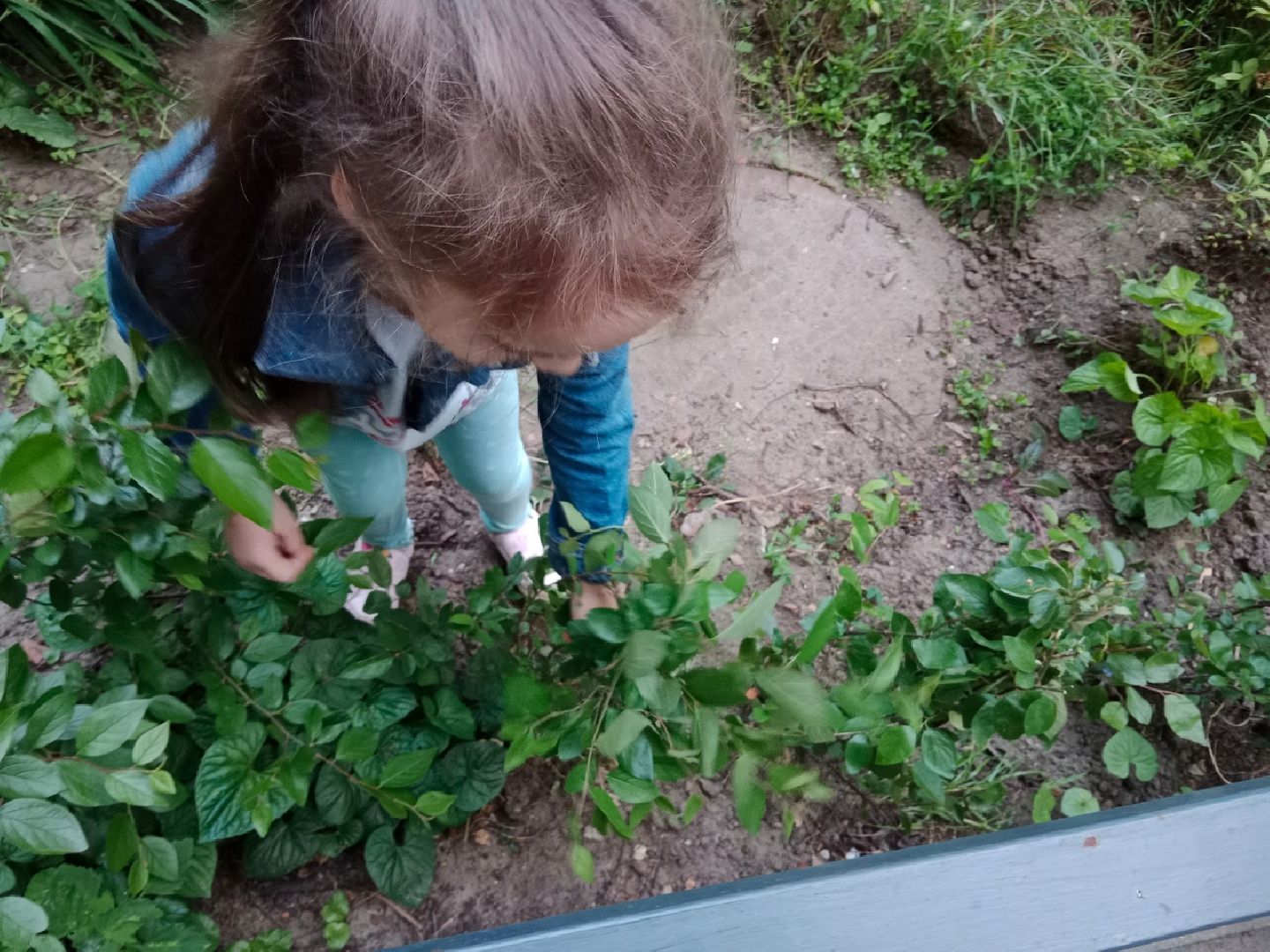 агрофирма, Поиск, Город-сад, движение, цветы, рассада