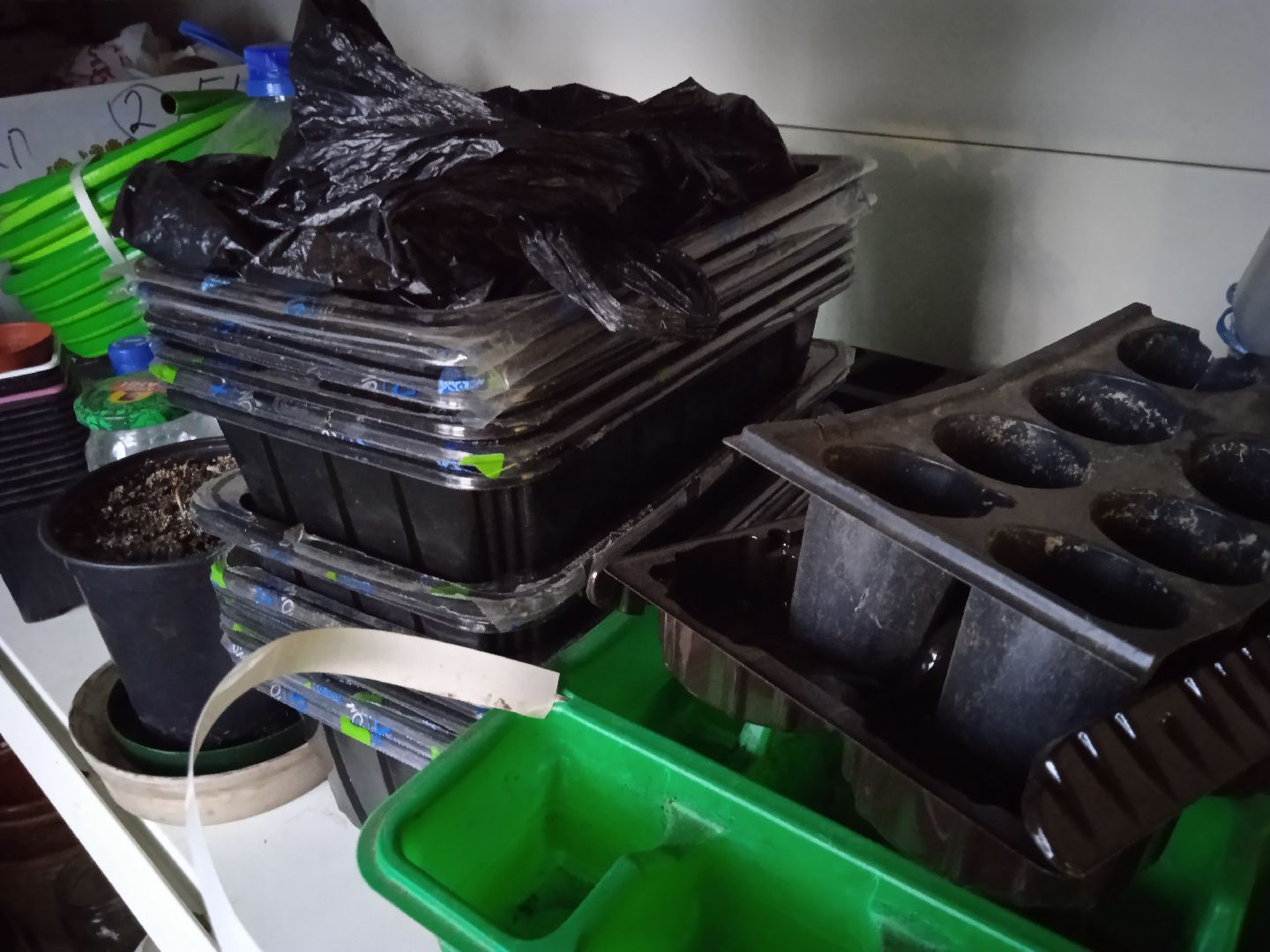 агрофирма, Поиск, Город-сад, движение, цветы, рассада