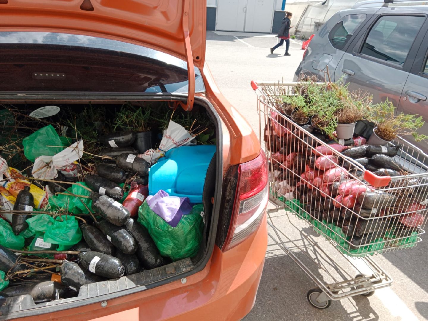 агрофирма, Поиск, Город-сад, движение, цветы, рассада