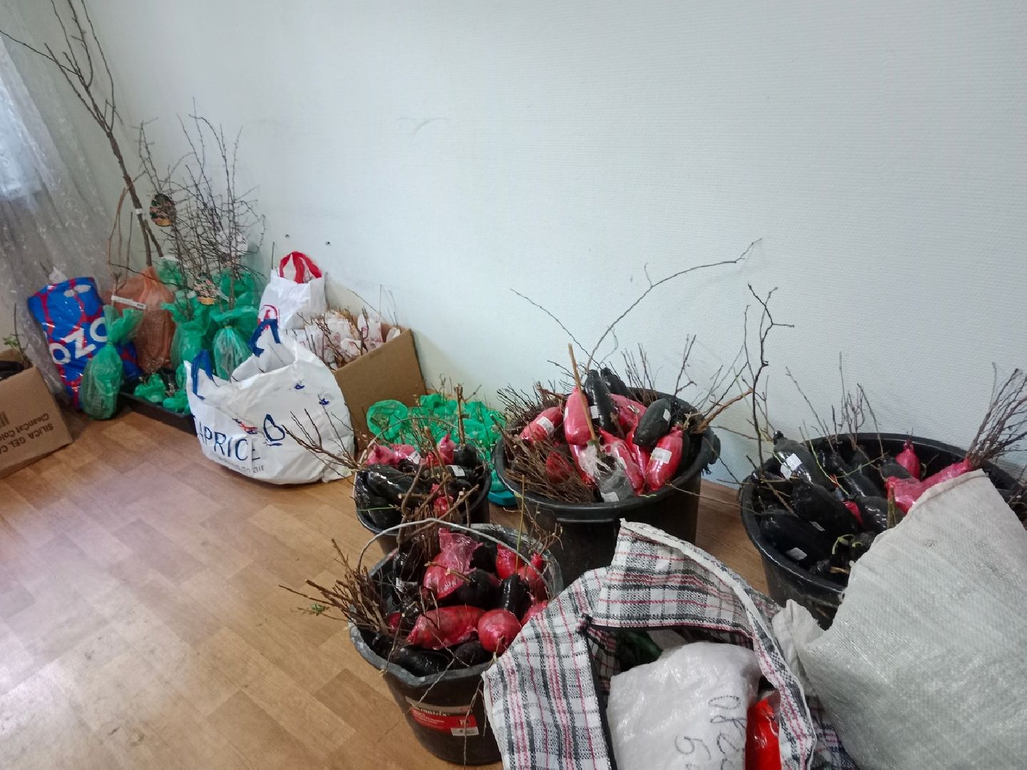 агрофирма, Поиск, Город-сад, движение, цветы, рассада