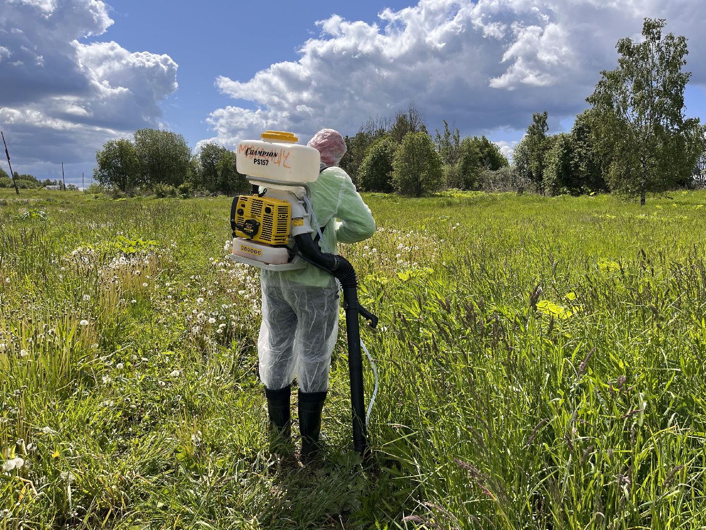 Шаховская, борщевик, катастрофа