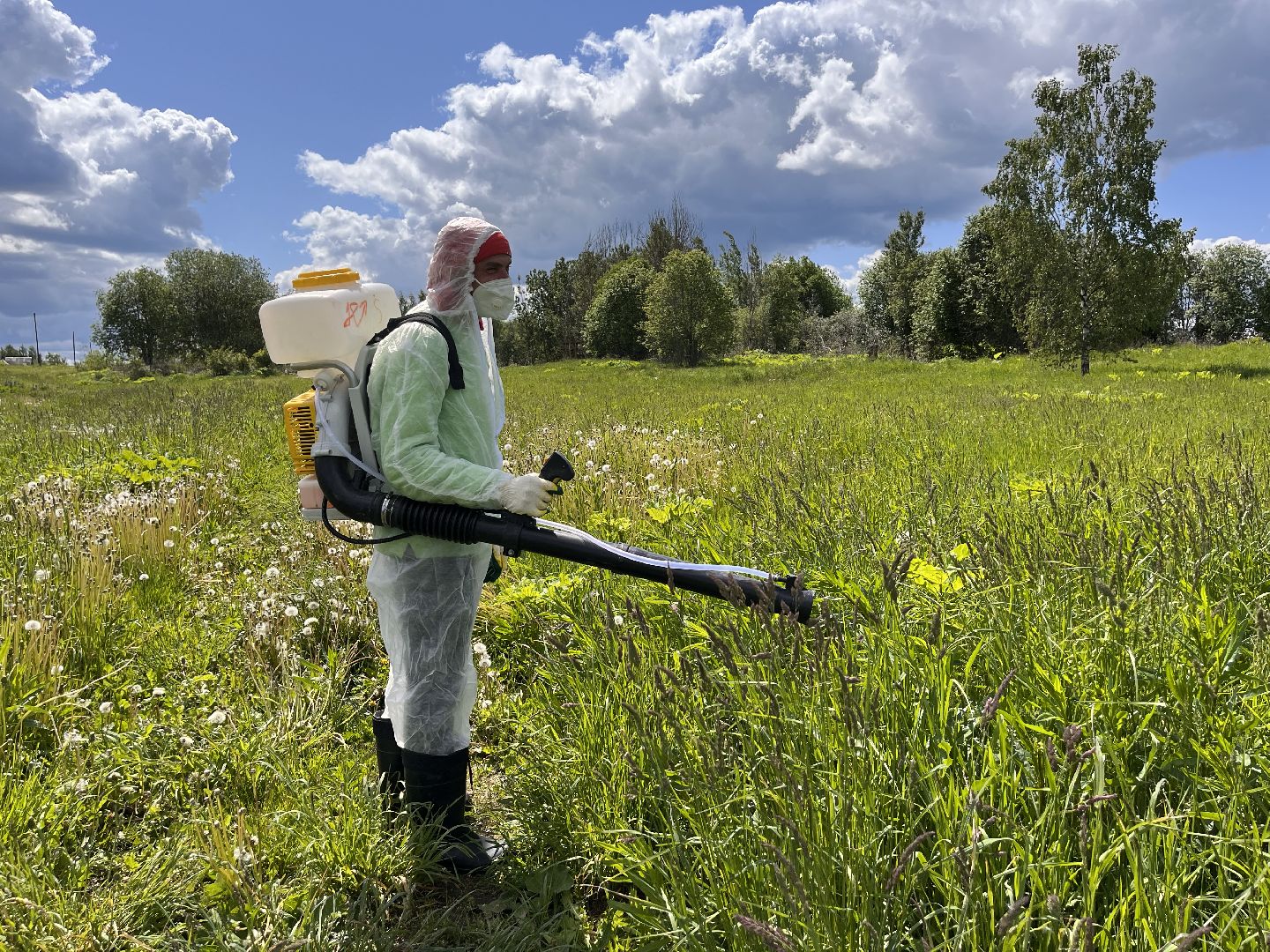 Шаховская, борщевик, катастрофа