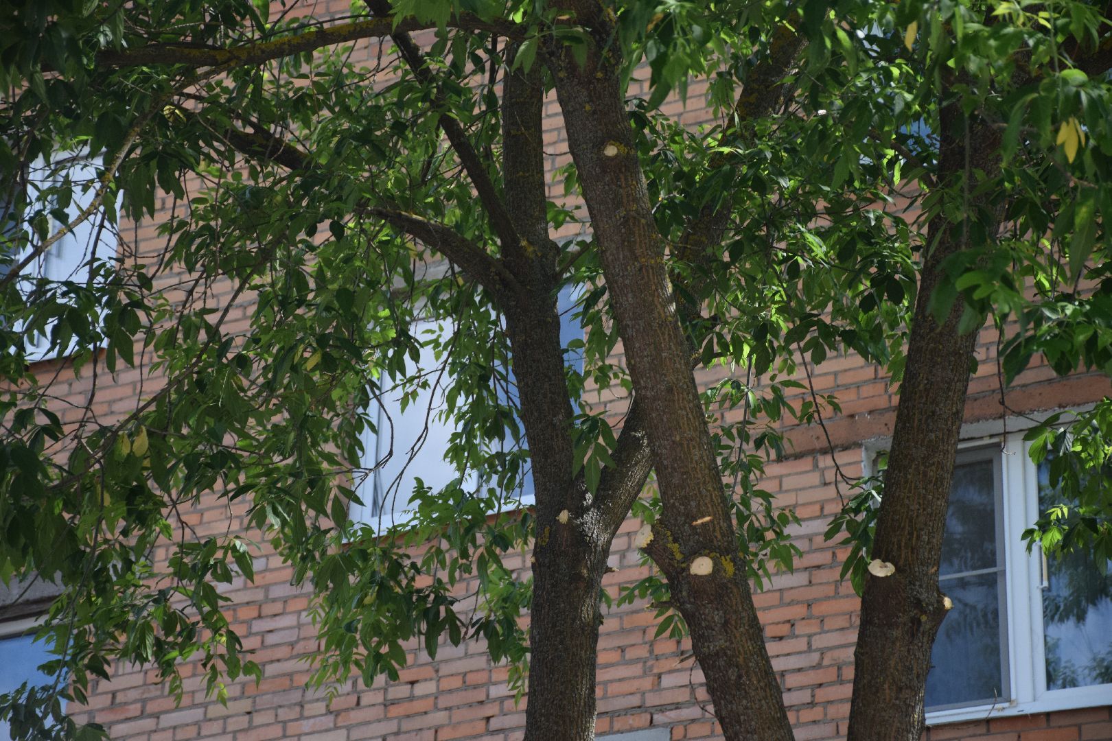 Павловский Посад, городской округ Павловский Посад, благоустройство, деревья, перемены