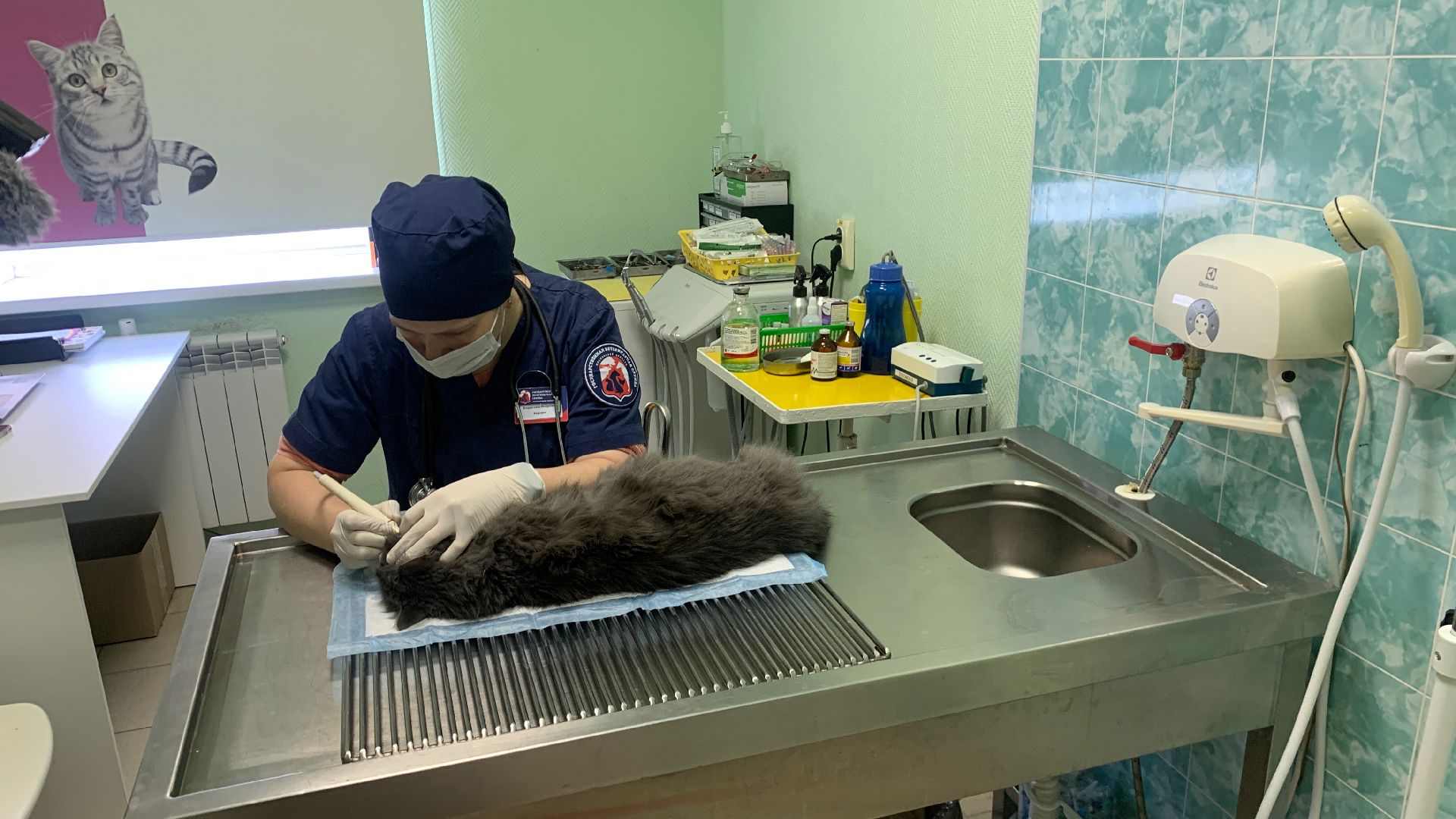 Ступино, ветстанция, стоматолог для животных