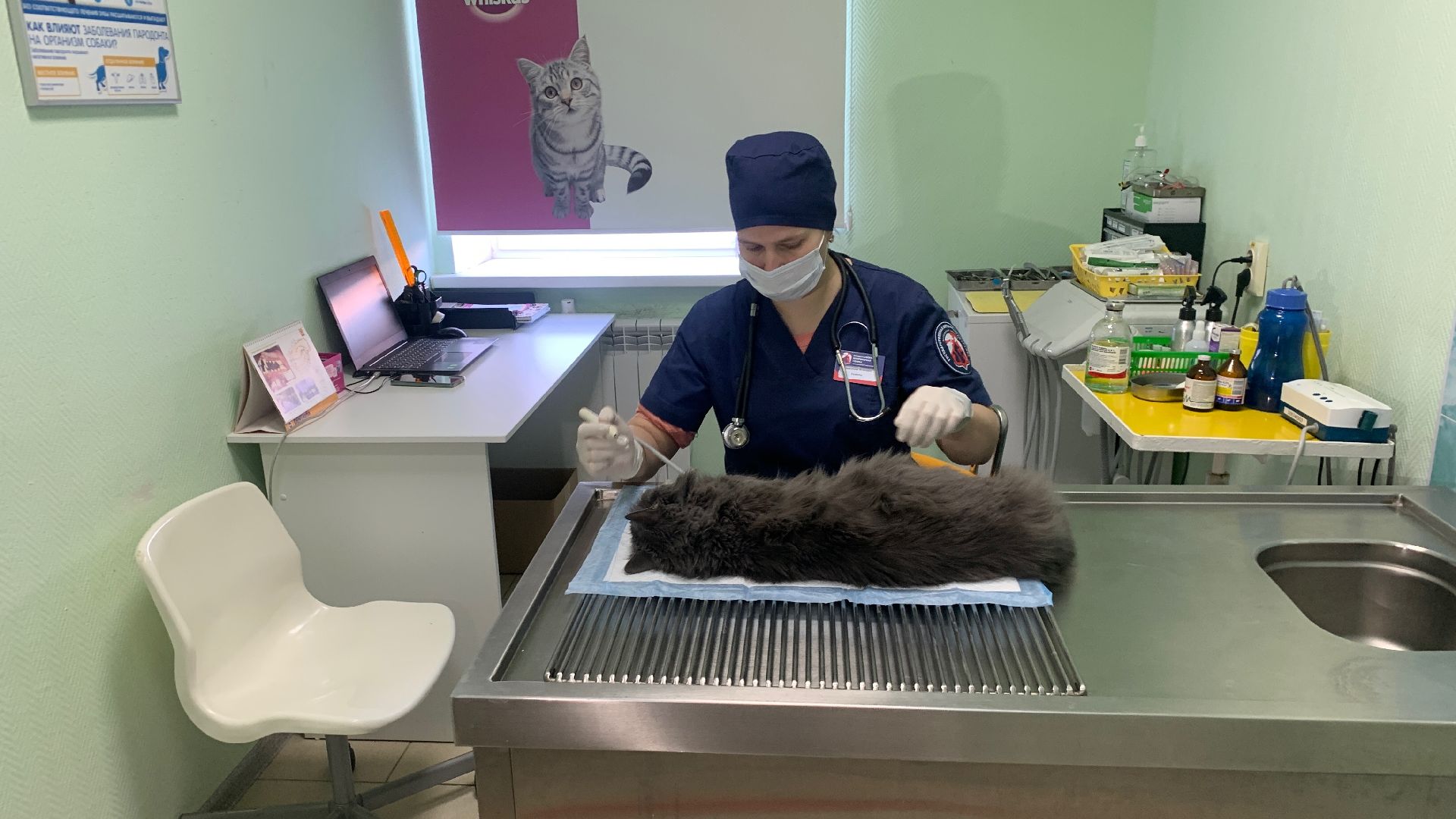 Ступино, ветстанция, стоматолог для животных