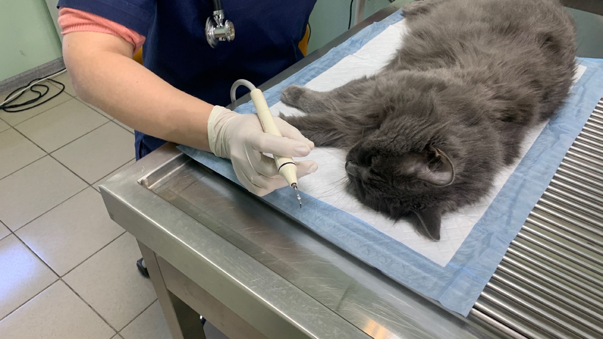 Ступино, ветстанция, стоматолог для животных