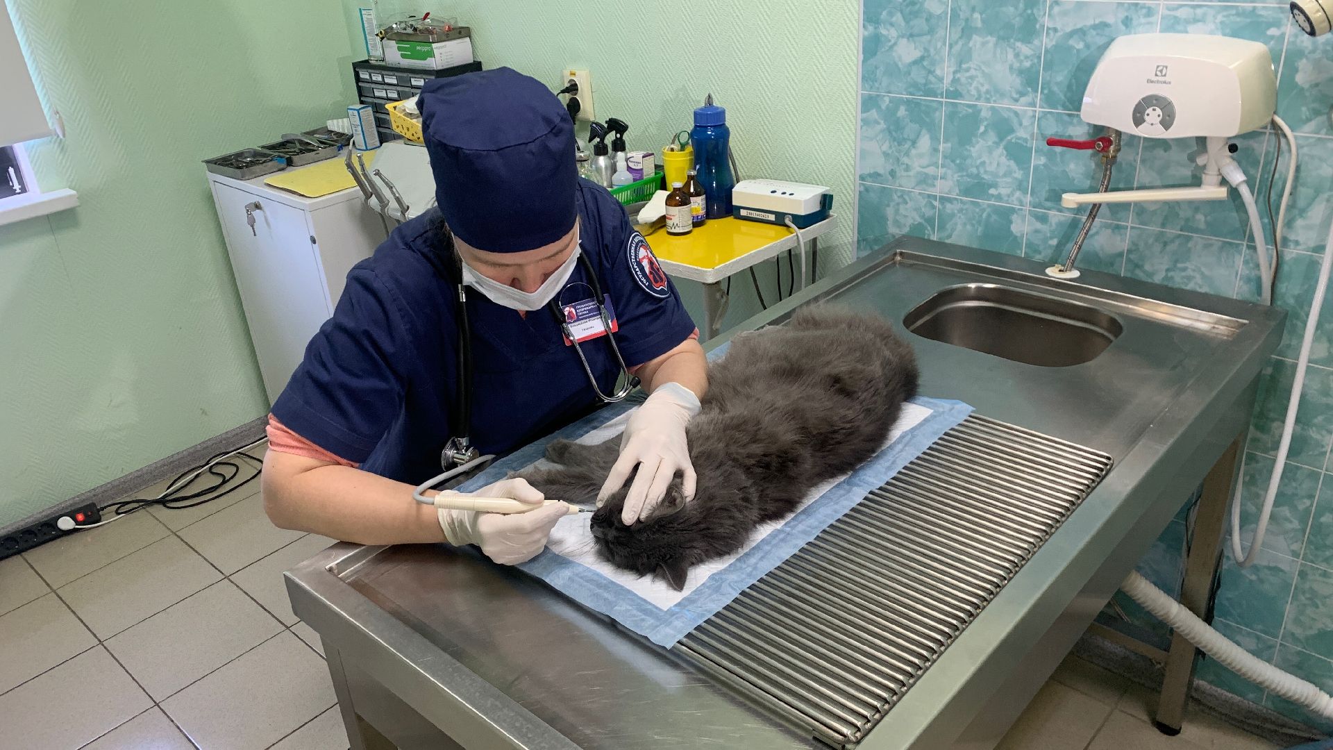 Ступино, ветстанция, стоматолог для животных