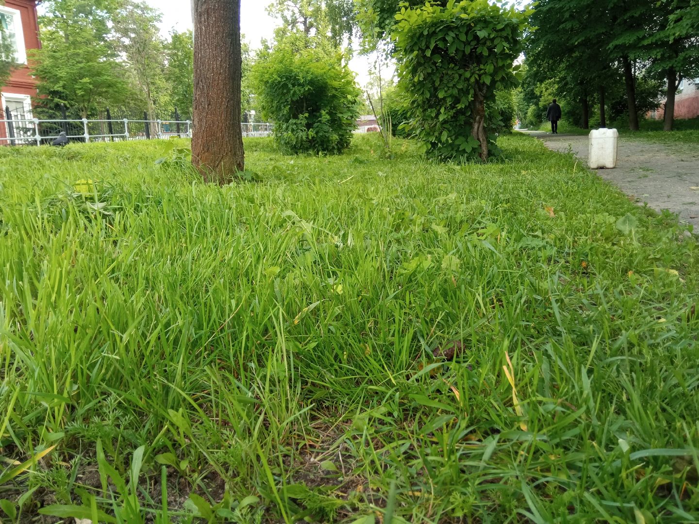 Павловский посад, городской округ Павловский Посад, трава, покос, уборка