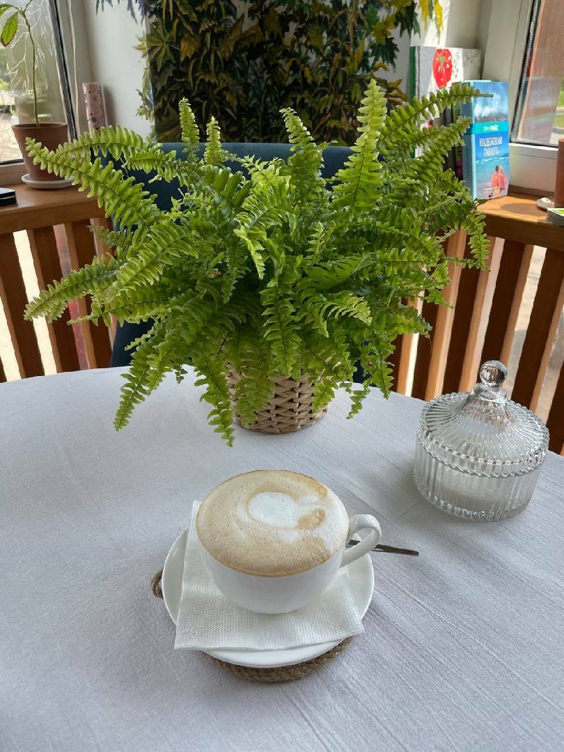 Солнечногорск, здоровье, кофе, зависимость, врач