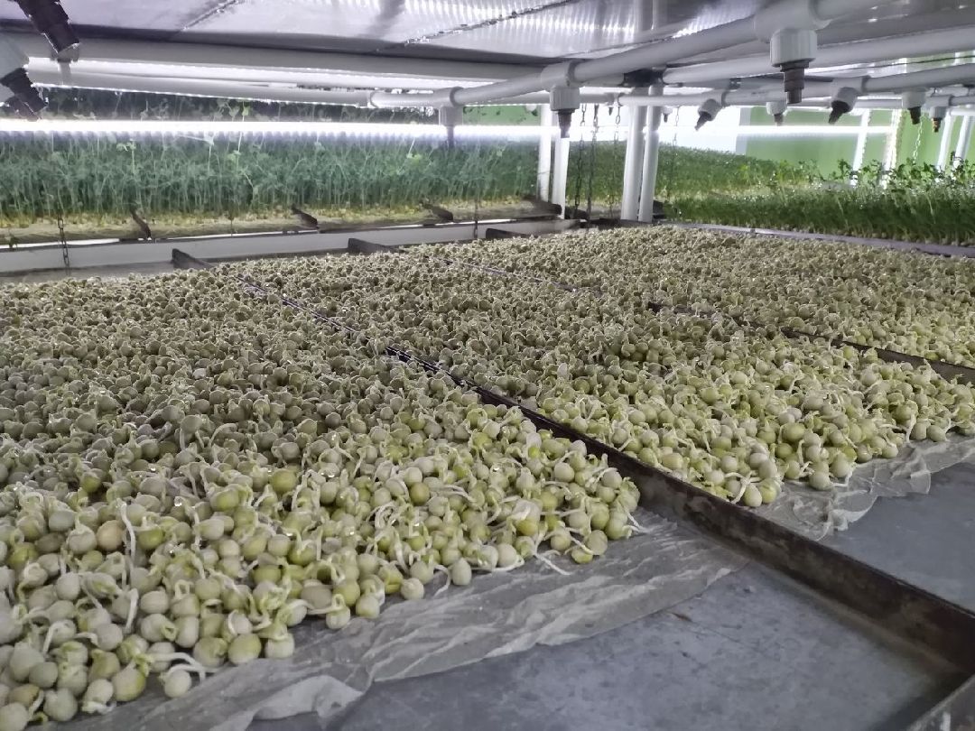 ОАЭ, Подмосковье, Дубай, микрозелень, ростки, предприятие, бизнес