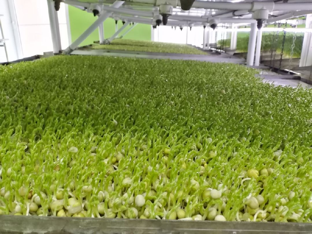 ОАЭ, Подмосковье, Дубай, микрозелень, ростки, предприятие, бизнес