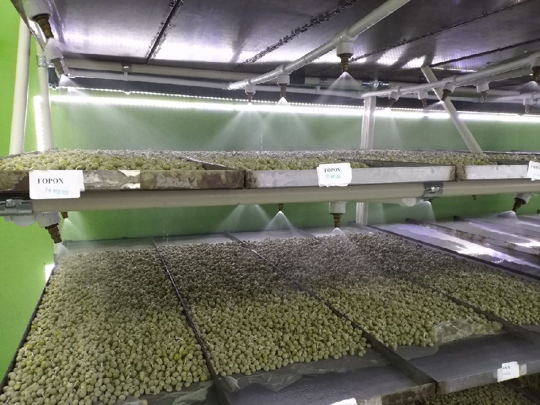 ОАЭ, Подмосковье, Дубай, микрозелень, ростки, предприятие, бизнес