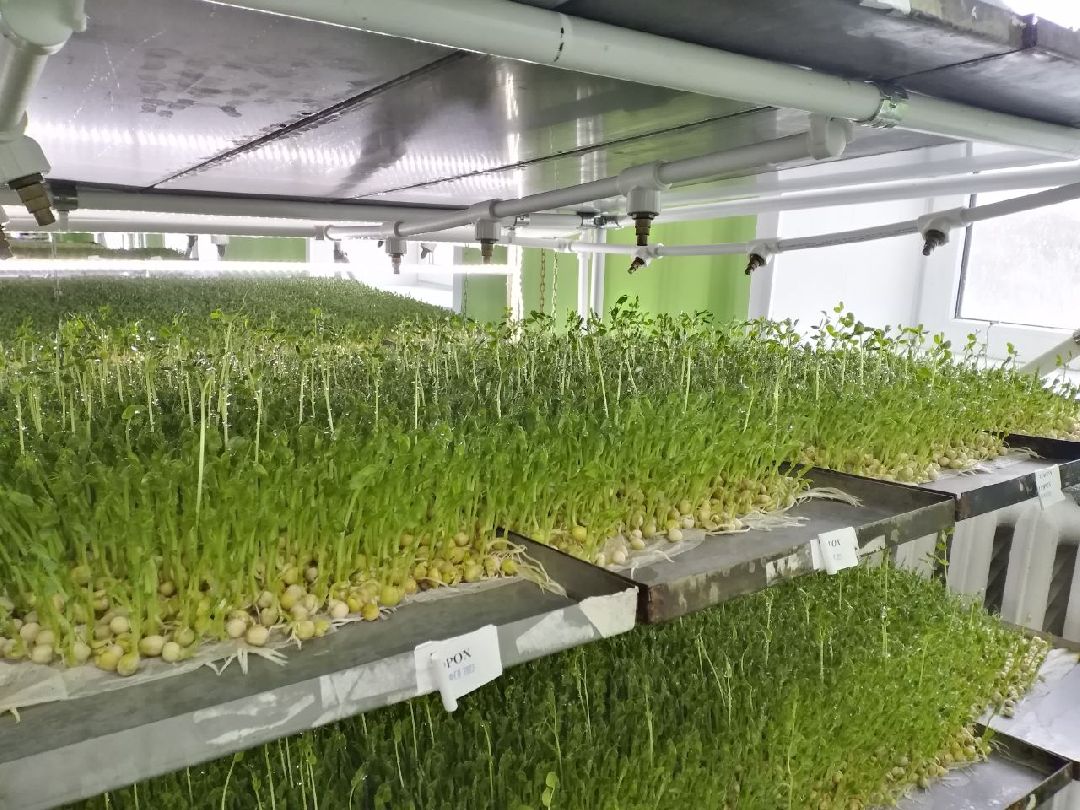 ОАЭ, Подмосковье, Дубай, микрозелень, ростки, предприятие, бизнес