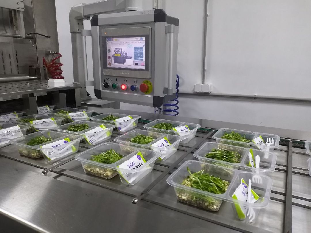 ОАЭ, Подмосковье, Дубай, микрозелень, ростки, предприятие, бизнес