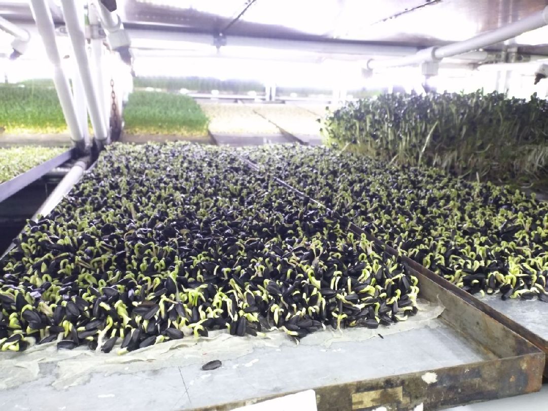 ОАЭ, Подмосковье, Дубай, микрозелень, ростки, предприятие, бизнес