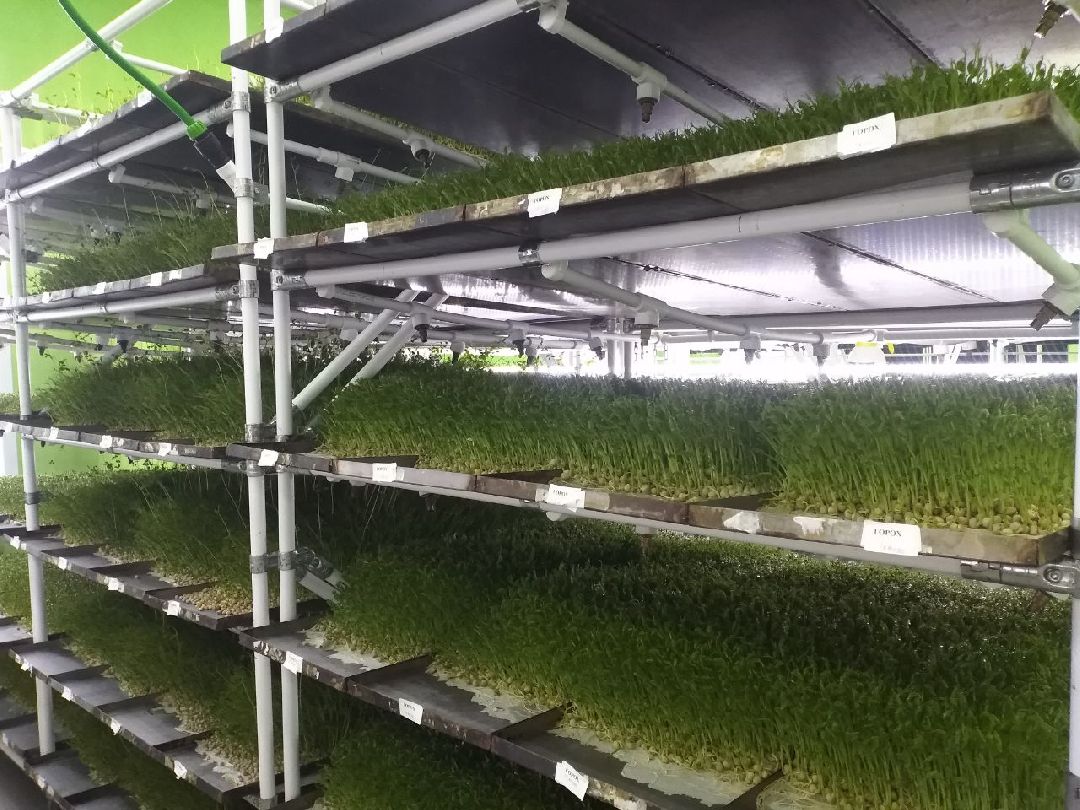 ОАЭ, Подмосковье, Дубай, микрозелень, ростки, предприятие, бизнес