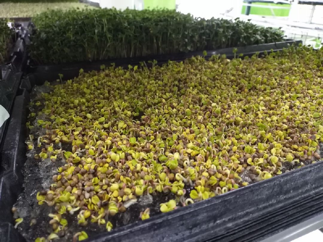 ОАЭ, Подмосковье, Дубай, микрозелень, ростки, предприятие, бизнес