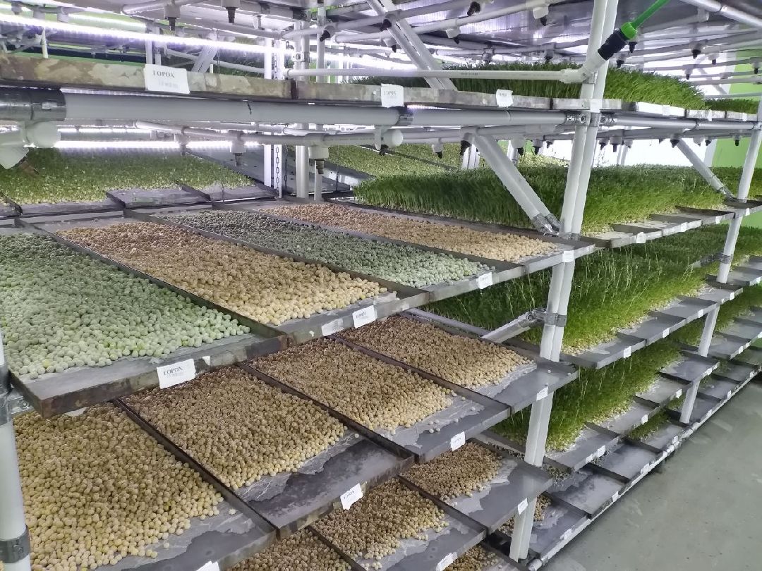 ОАЭ, Подмосковье, Дубай, микрозелень, ростки, предприятие, бизнес