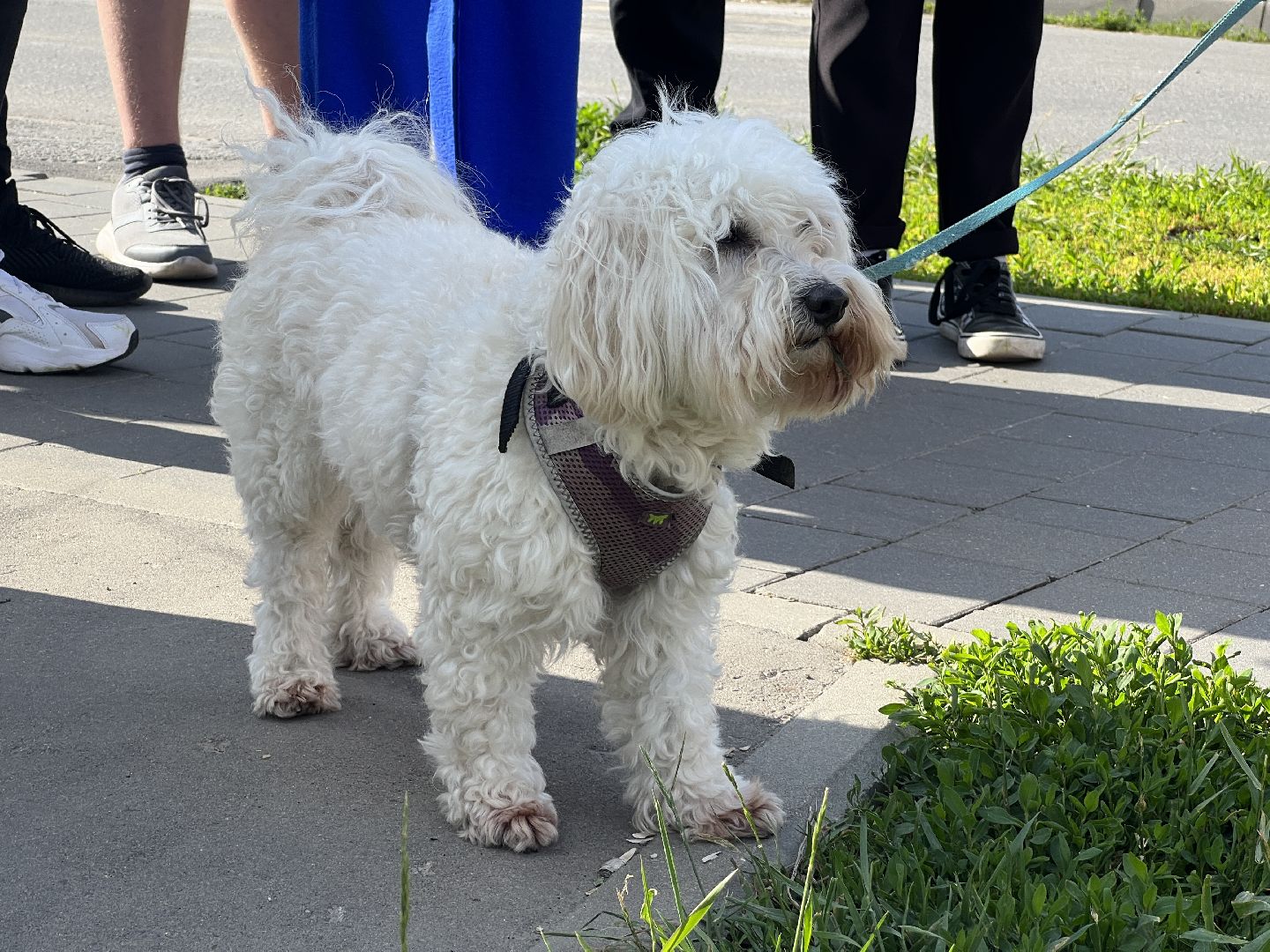 Химки, домашние животные, выгул собак, экологическая акция