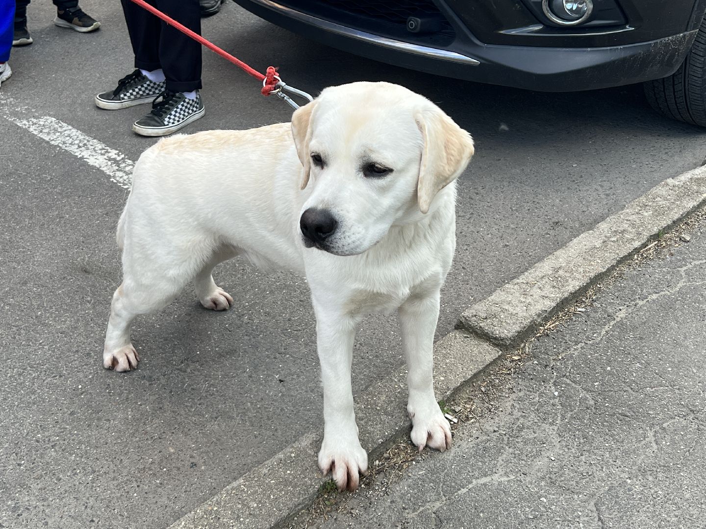 Химки, домашние животные, выгул собак, экологическая акция