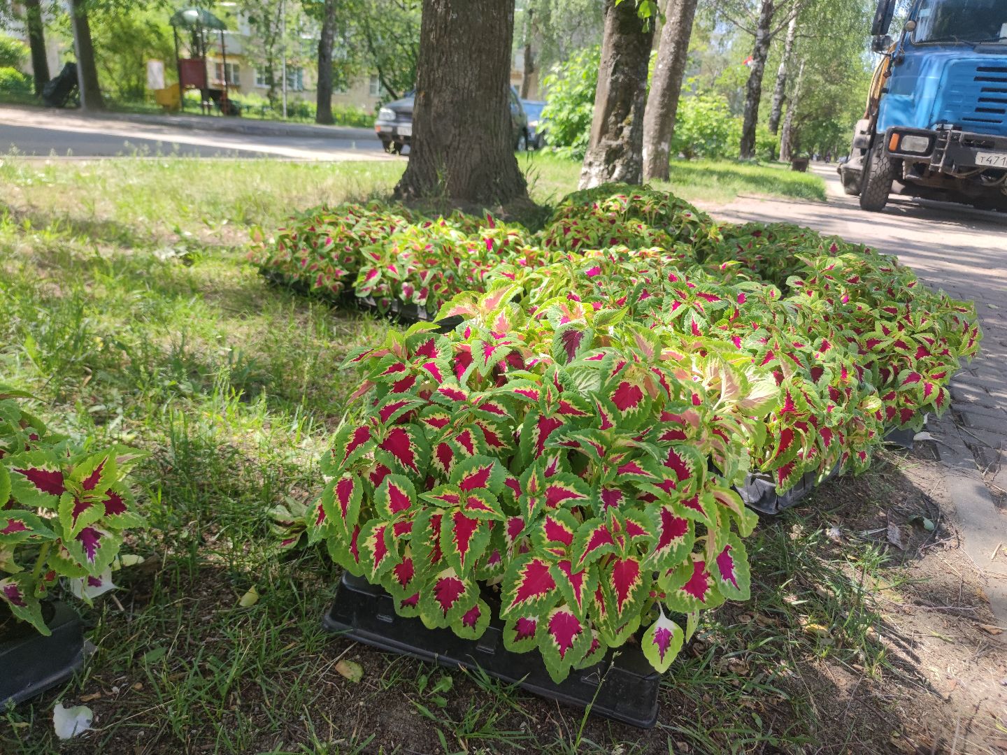 Озеленение, благоустройство, Дубна