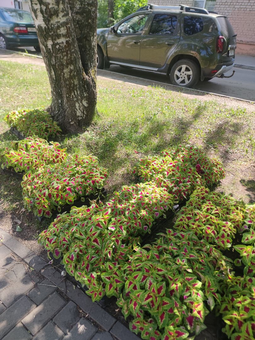 Озеленение, благоустройство, Дубна