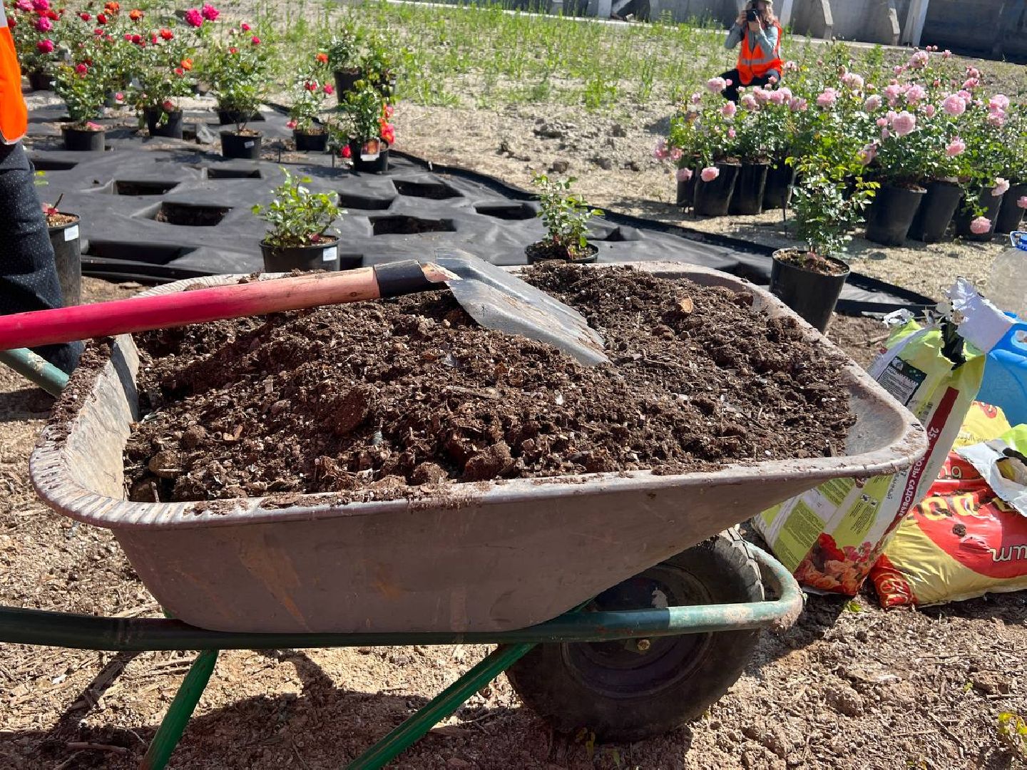 Солнечногорск, нева, техногрунт, клумбы, розы