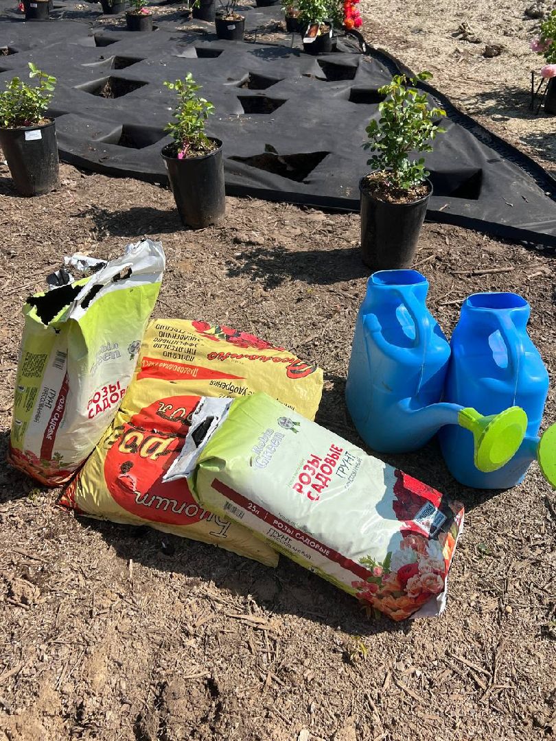 Солнечногорск, нева, техногрунт, клумбы, розы