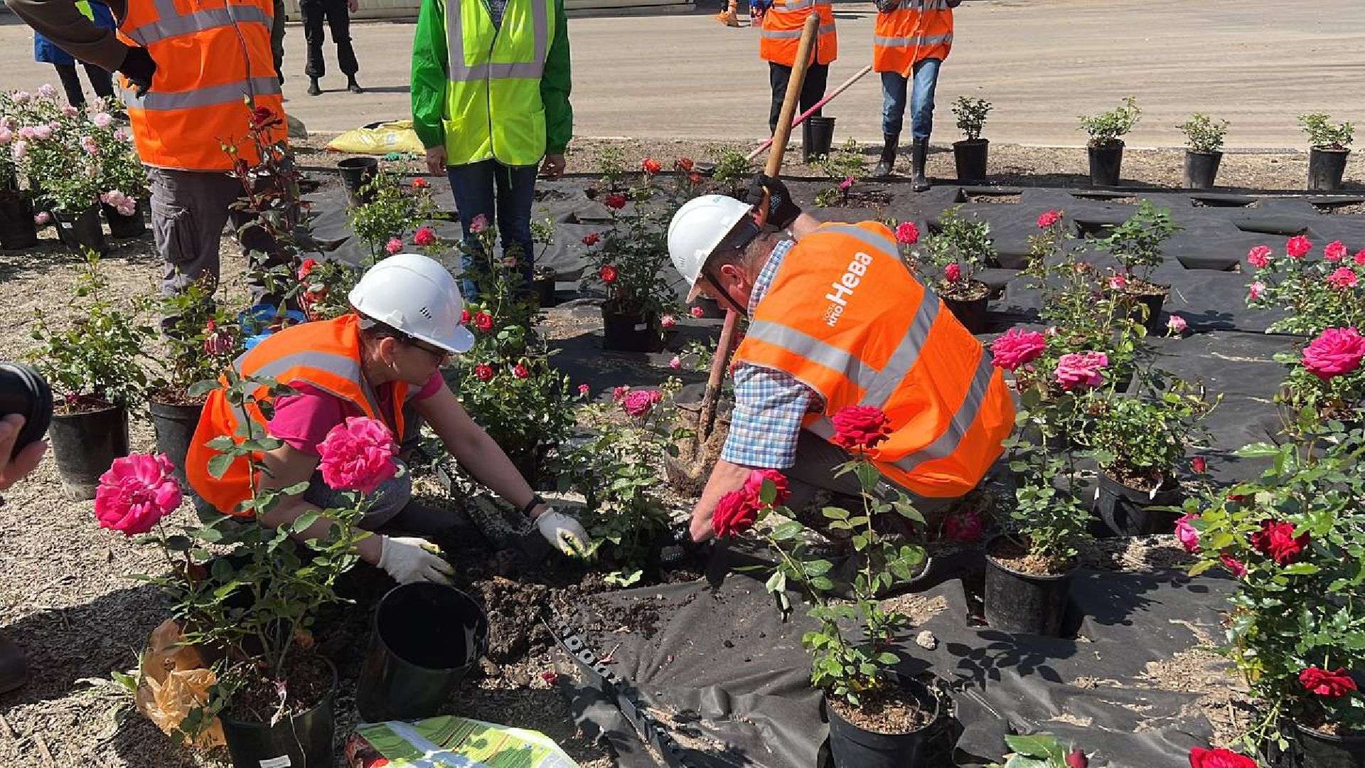 Солнечногорск, нева, техногрунт, клумбы, розы