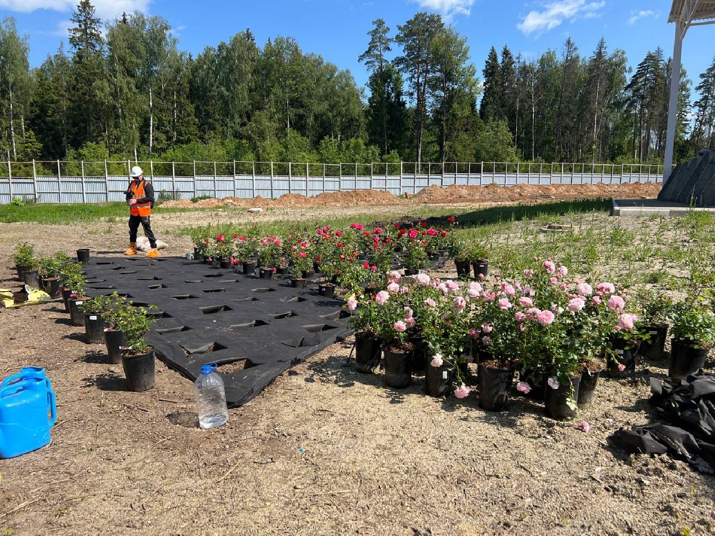 Солнечногорск, нева, техногрунт, клумбы, розы