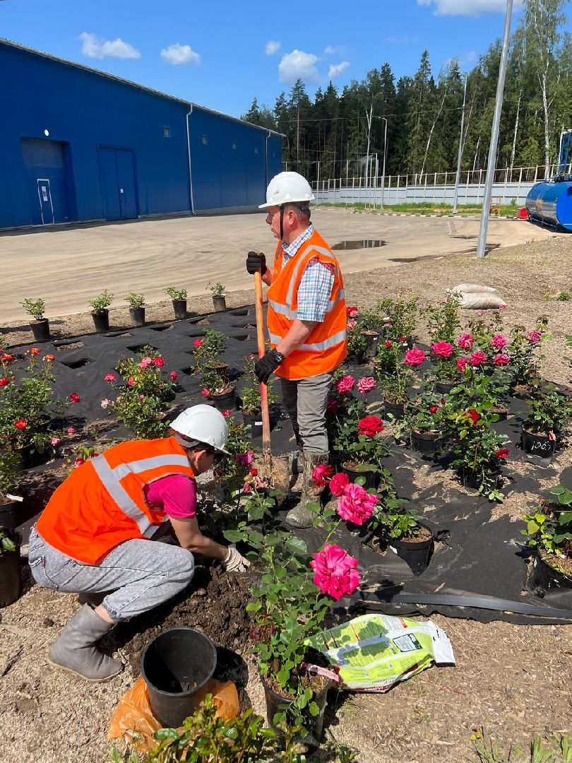 Солнечногорск, нева, техногрунт, клумбы, розы