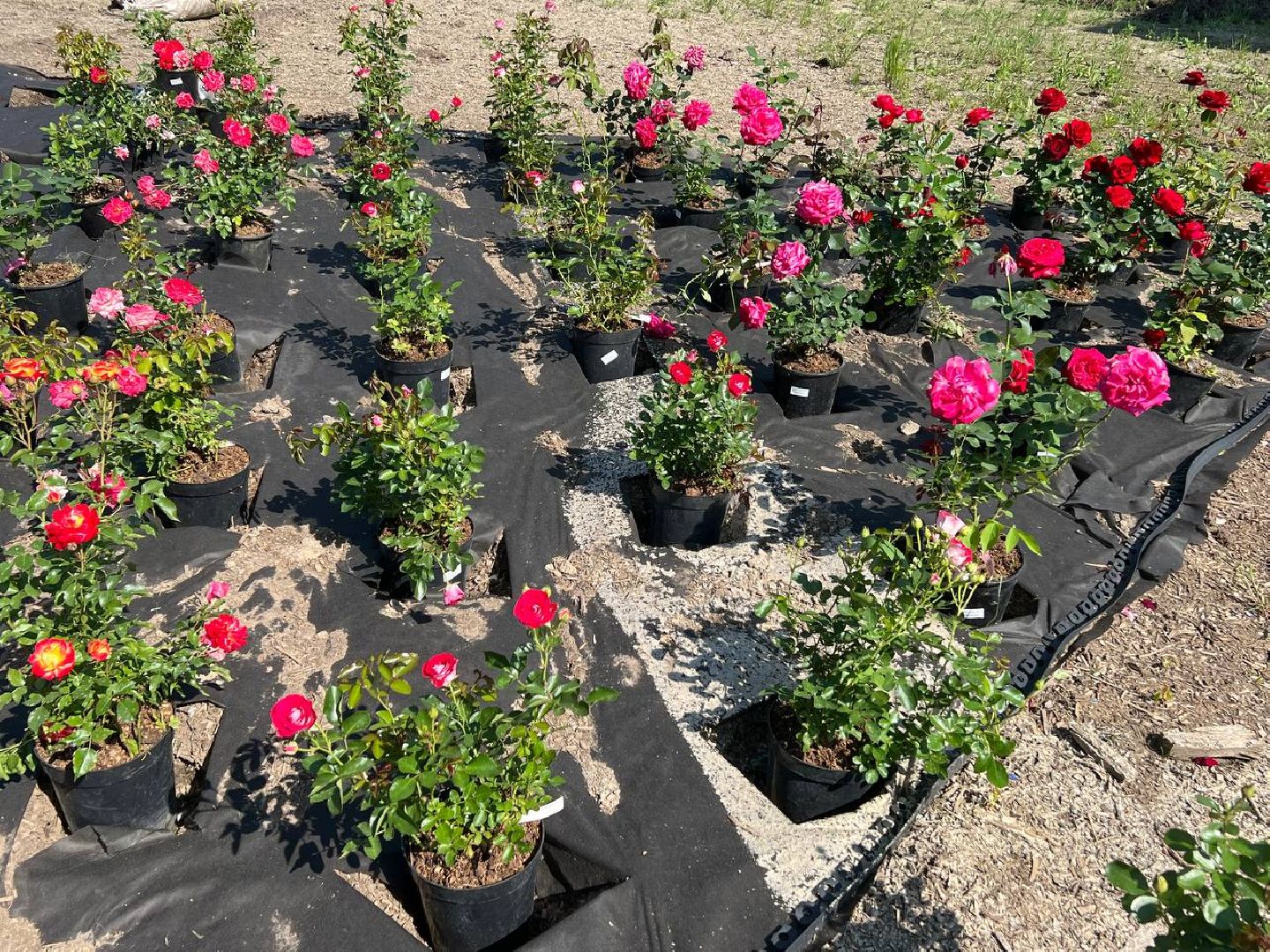 Солнечногорск, нева, техногрунт, клумбы, розы