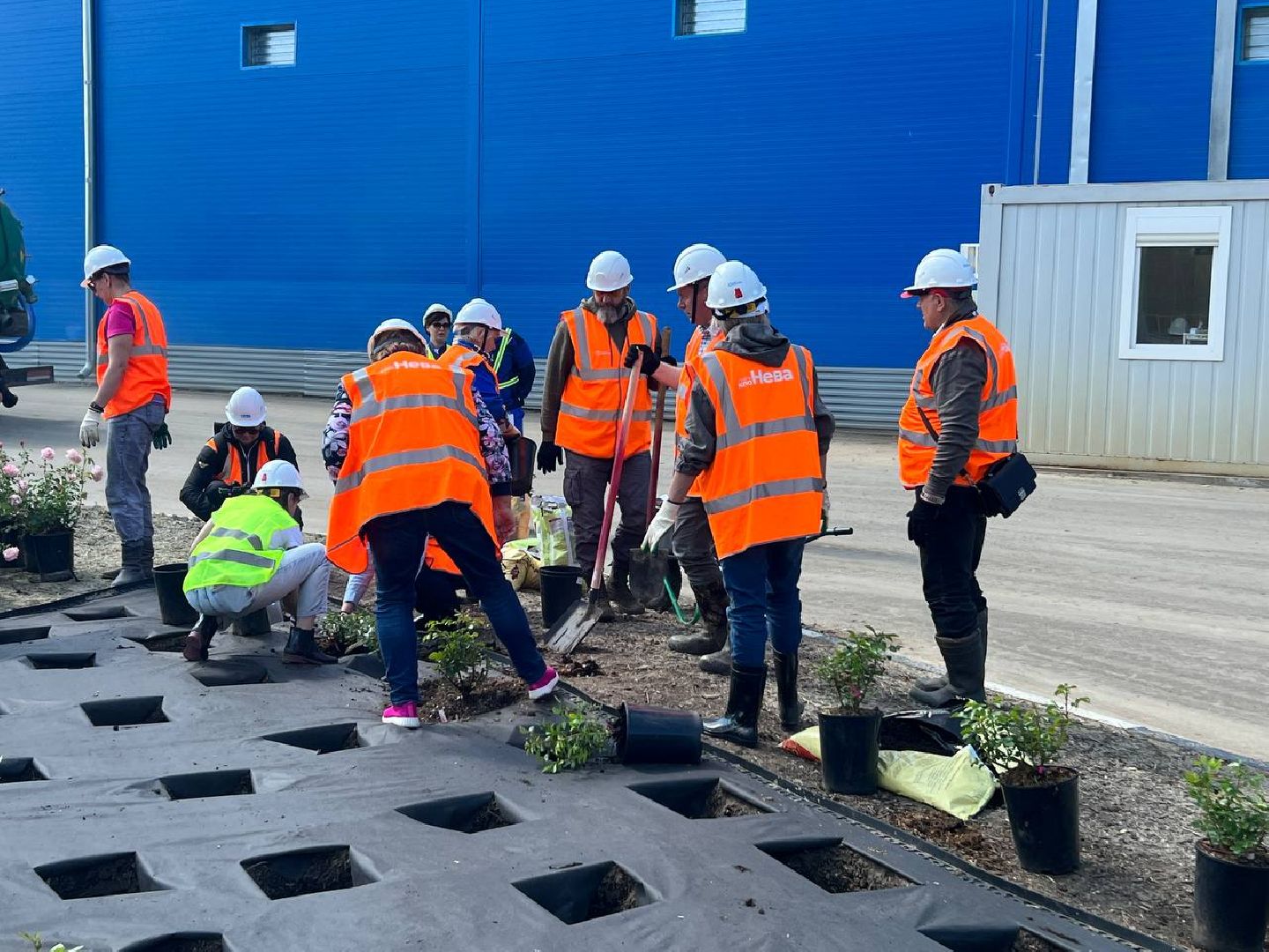 Солнечногорск, нева, техногрунт, клумбы, розы