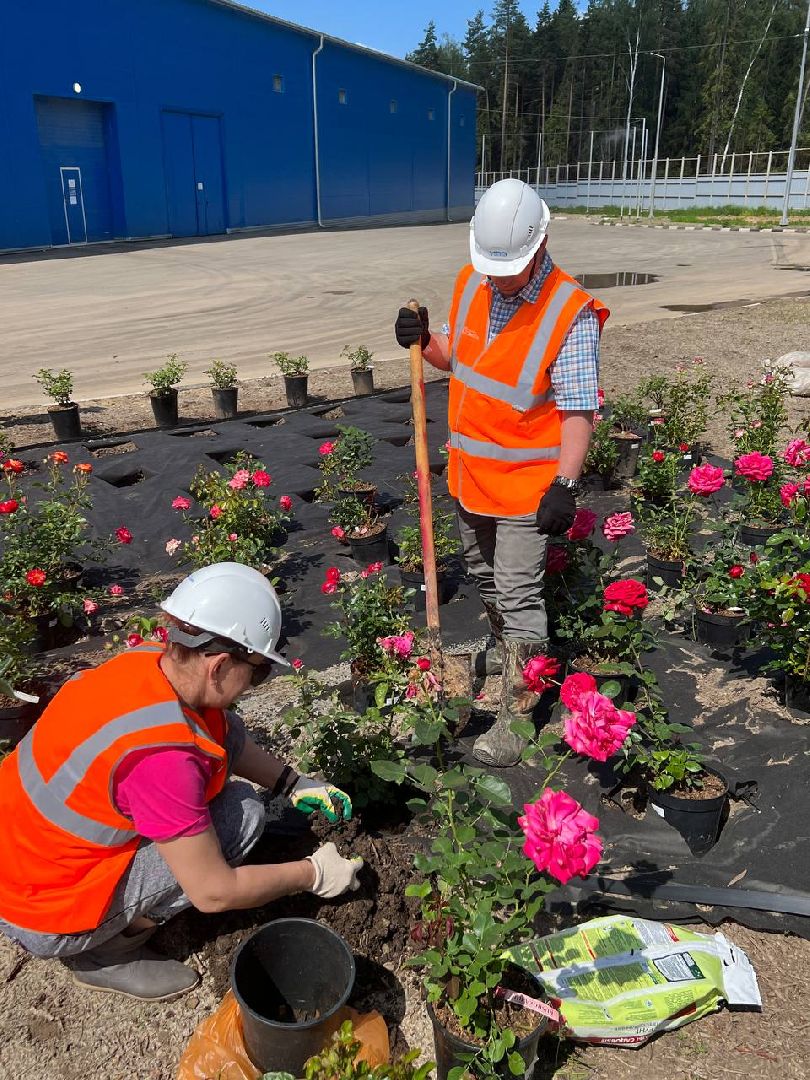 Солнечногорск, нева, техногрунт, клумбы, розы