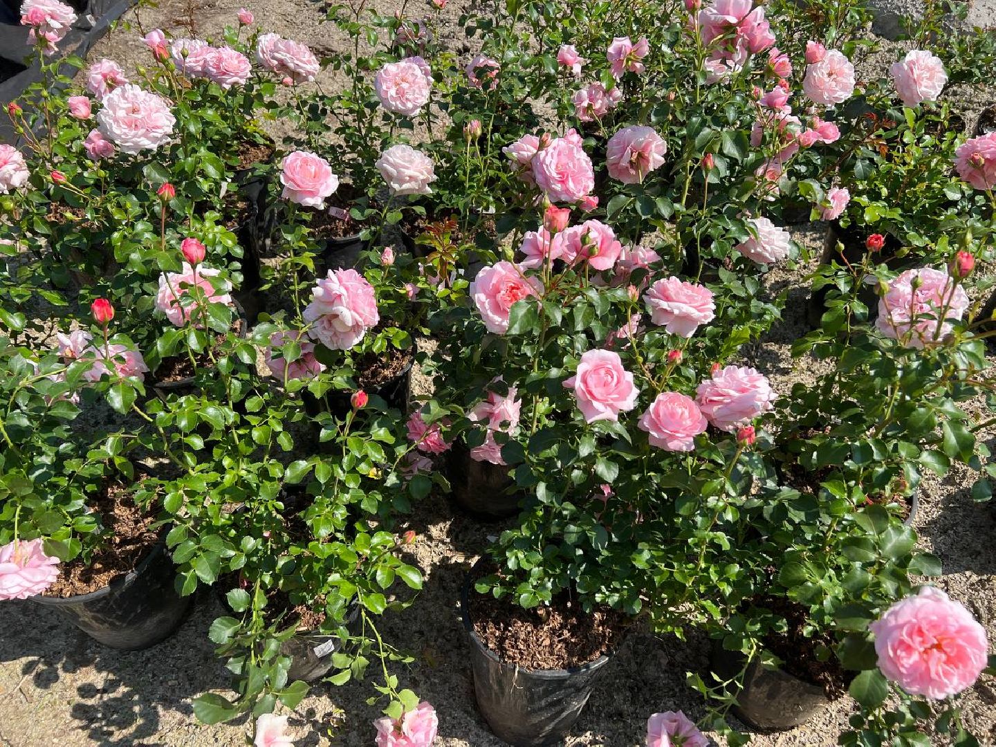 Солнечногорск, нева, техногрунт, клумбы, розы