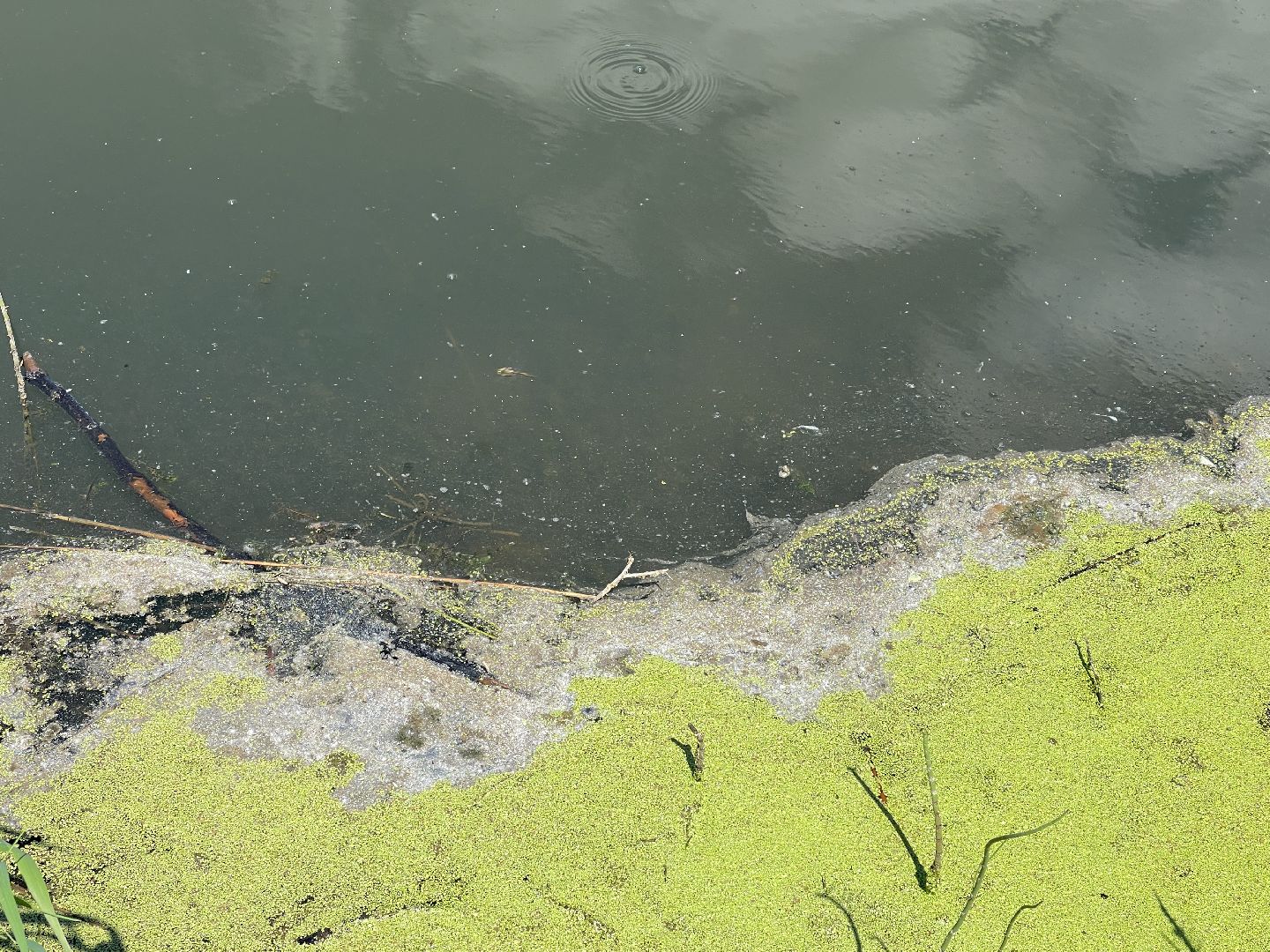 Экология, Одинцово, пруд, сброс, цветение,