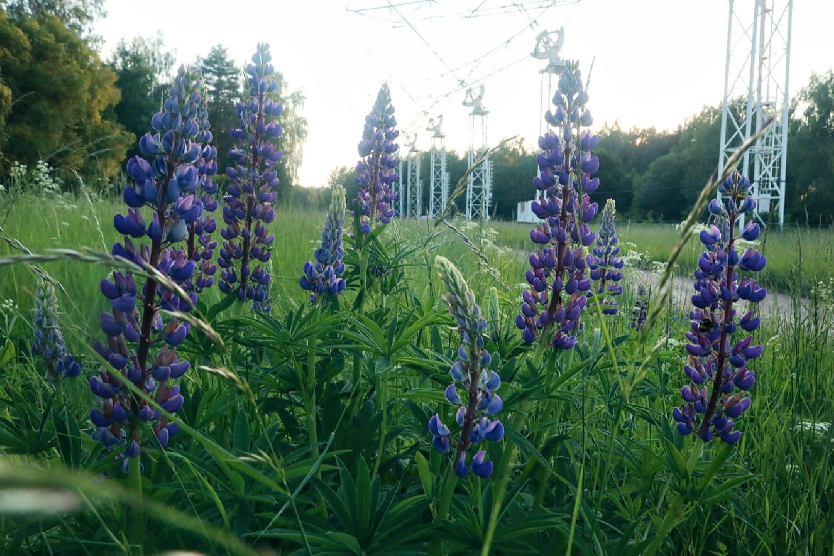 Пущино, экология