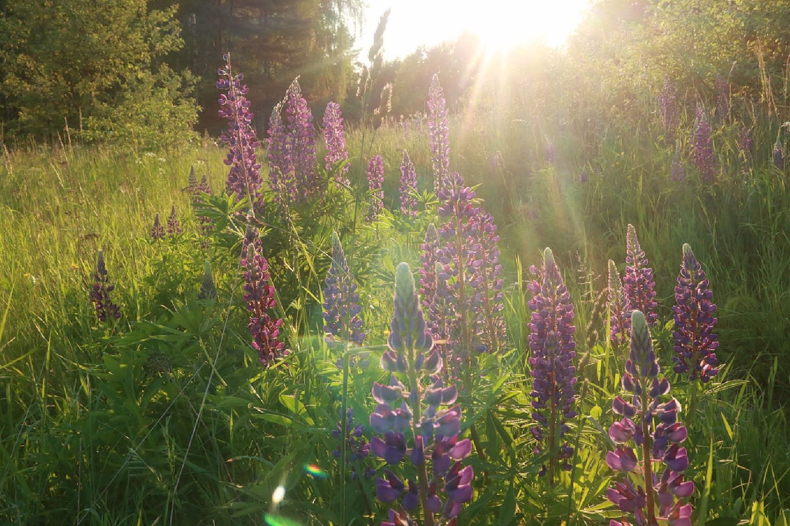 Пущино, экология