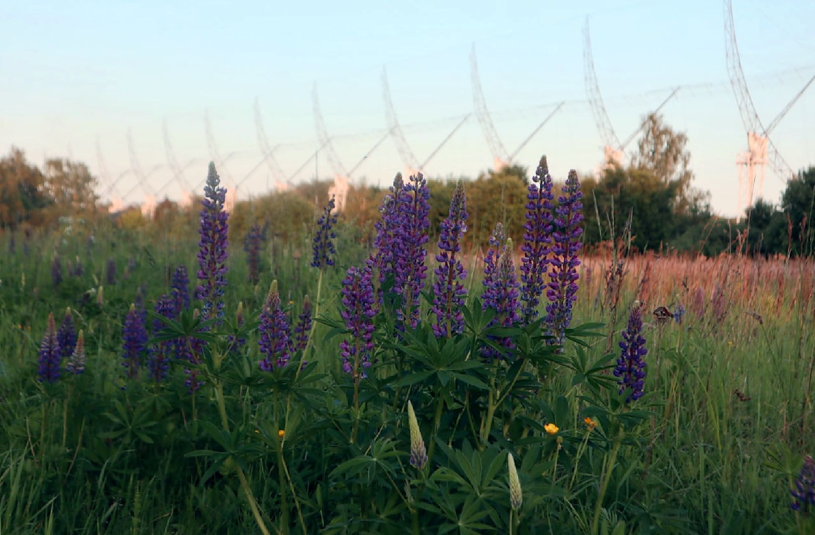 Пущино, экология