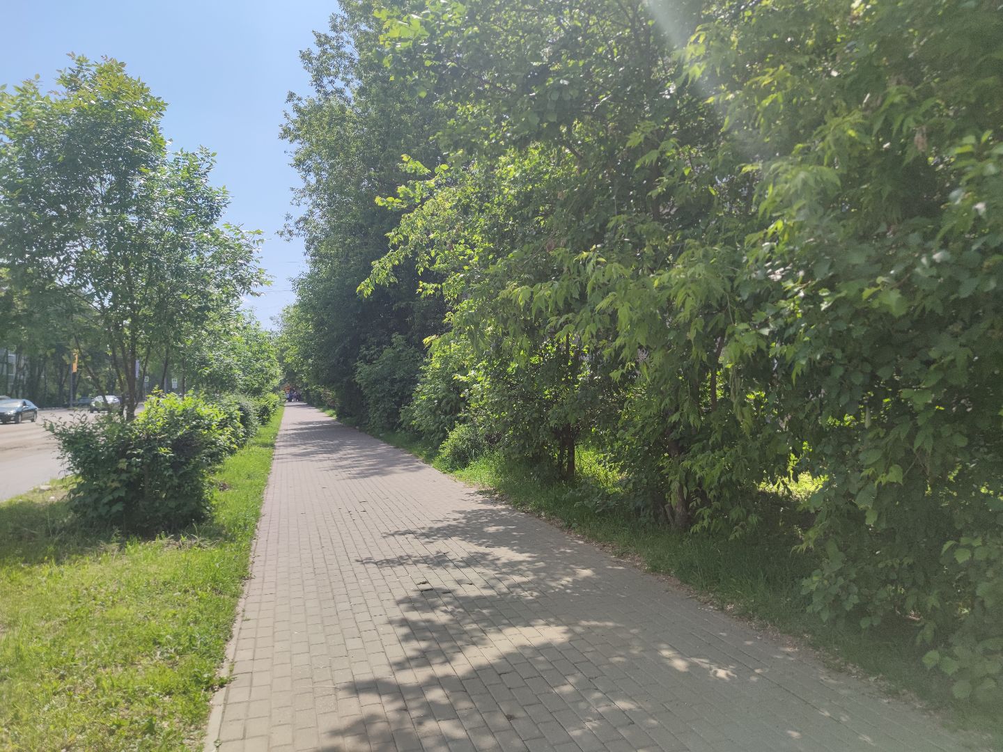 Опиловка, обработка деревьев, Дубна