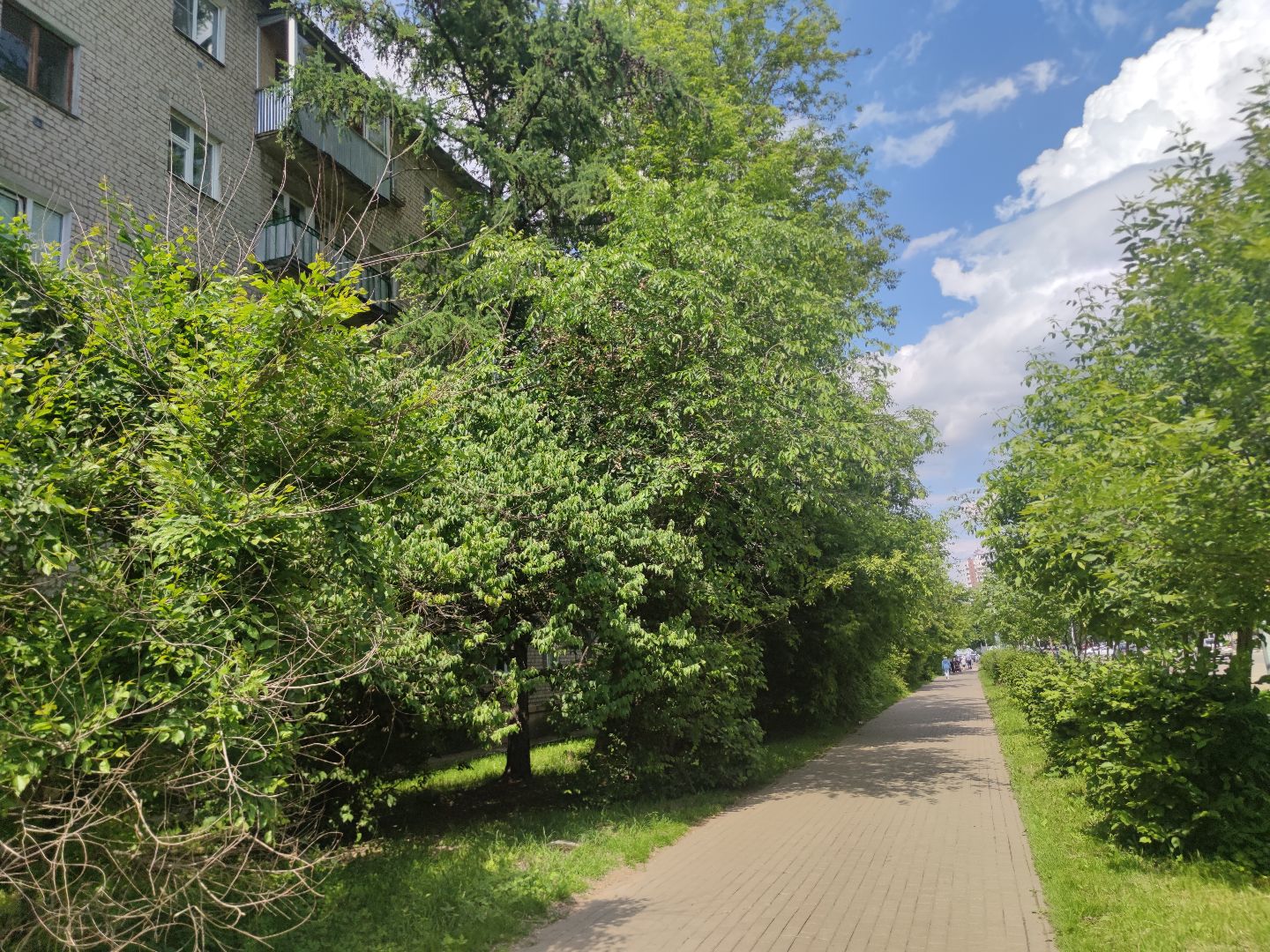 Опиловка, обработка деревьев, Дубна