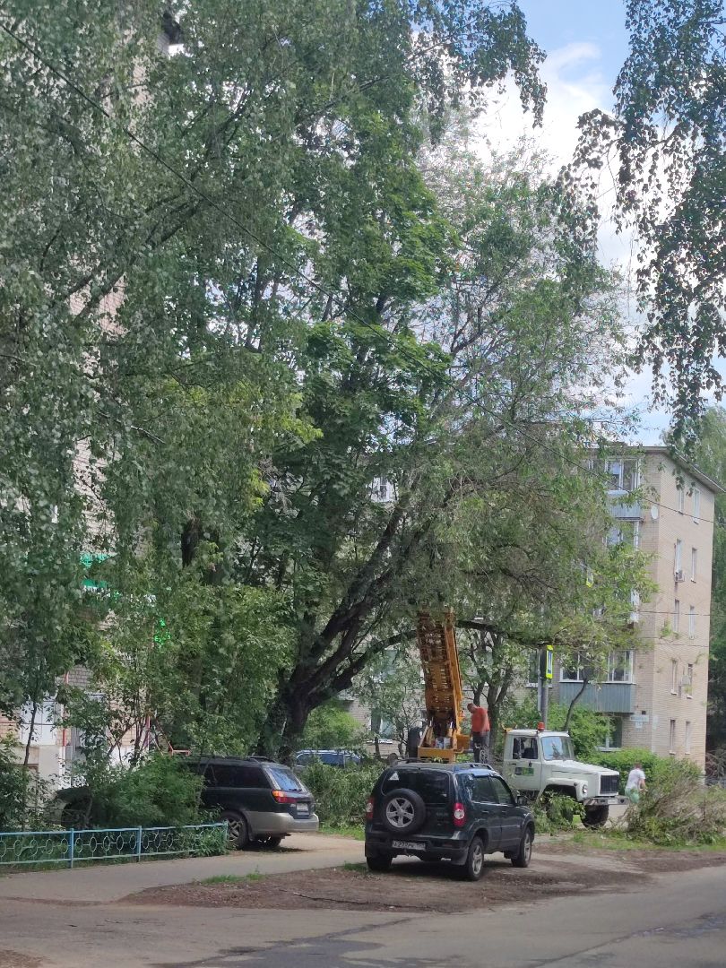 Опиловка, обработка деревьев, Дубна