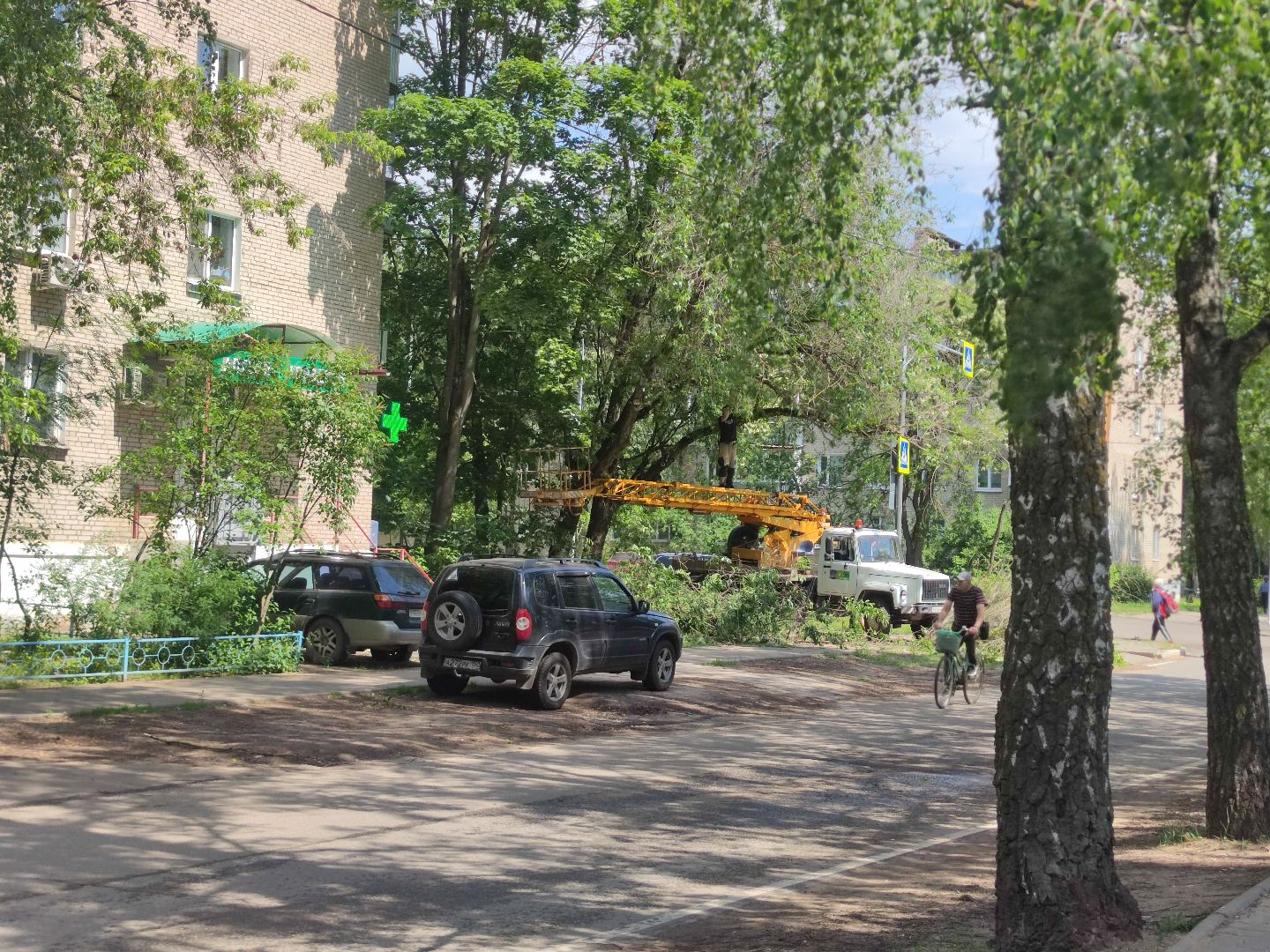 Опиловка, обработка деревьев, Дубна