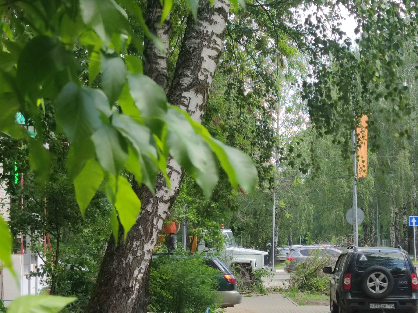 Опиловка, обработка деревьев, Дубна