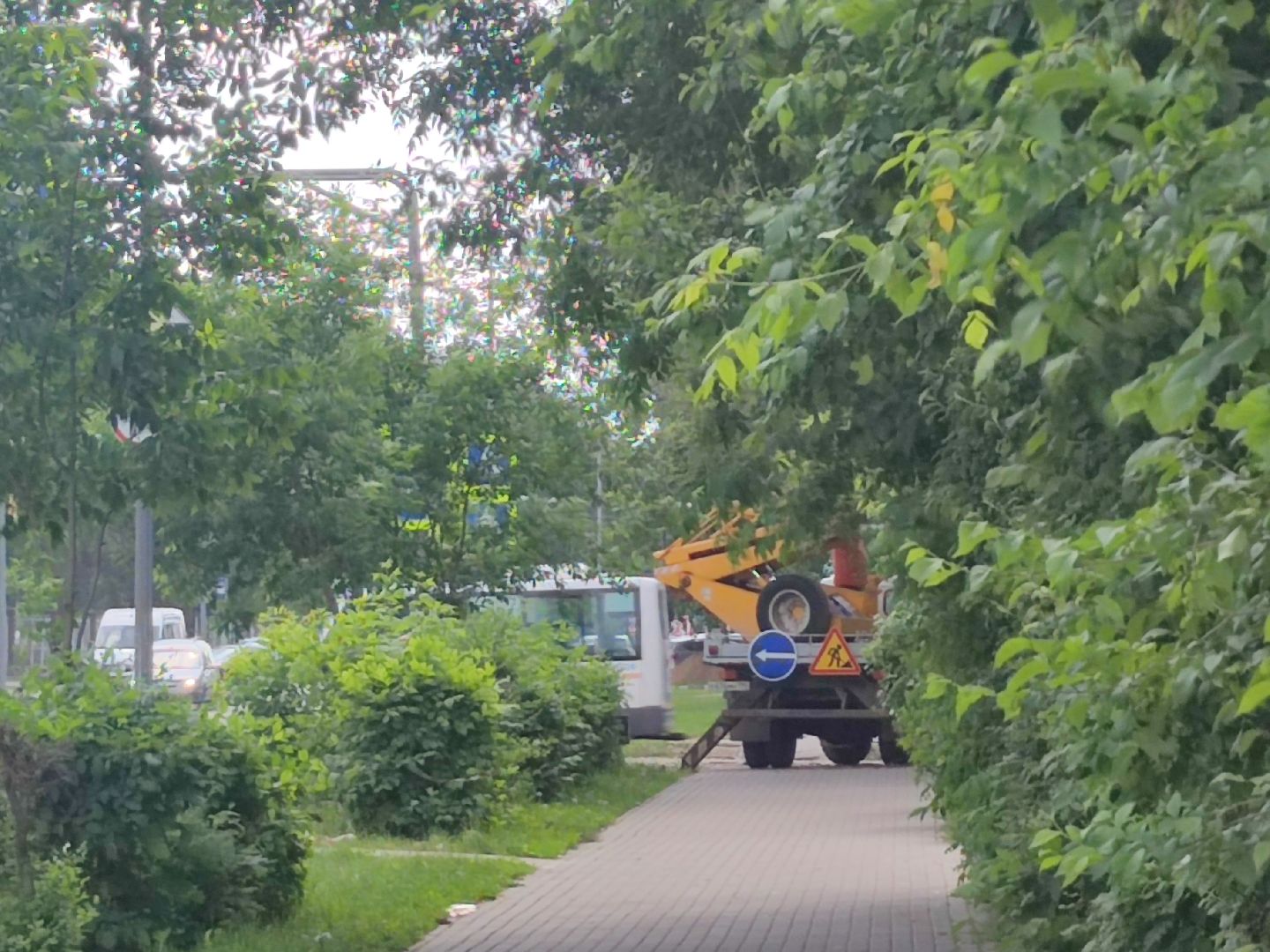 Опиловка, обработка деревьев, Дубна