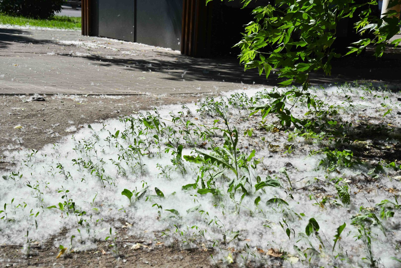 Химки, аллергия, рекомендации