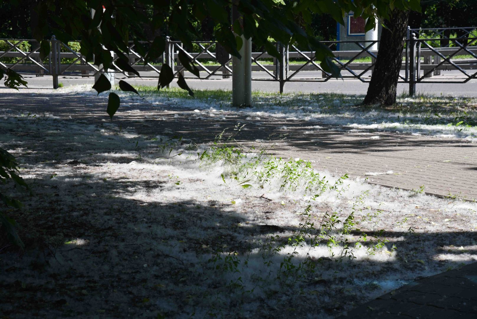 Химки, аллергия, рекомендации