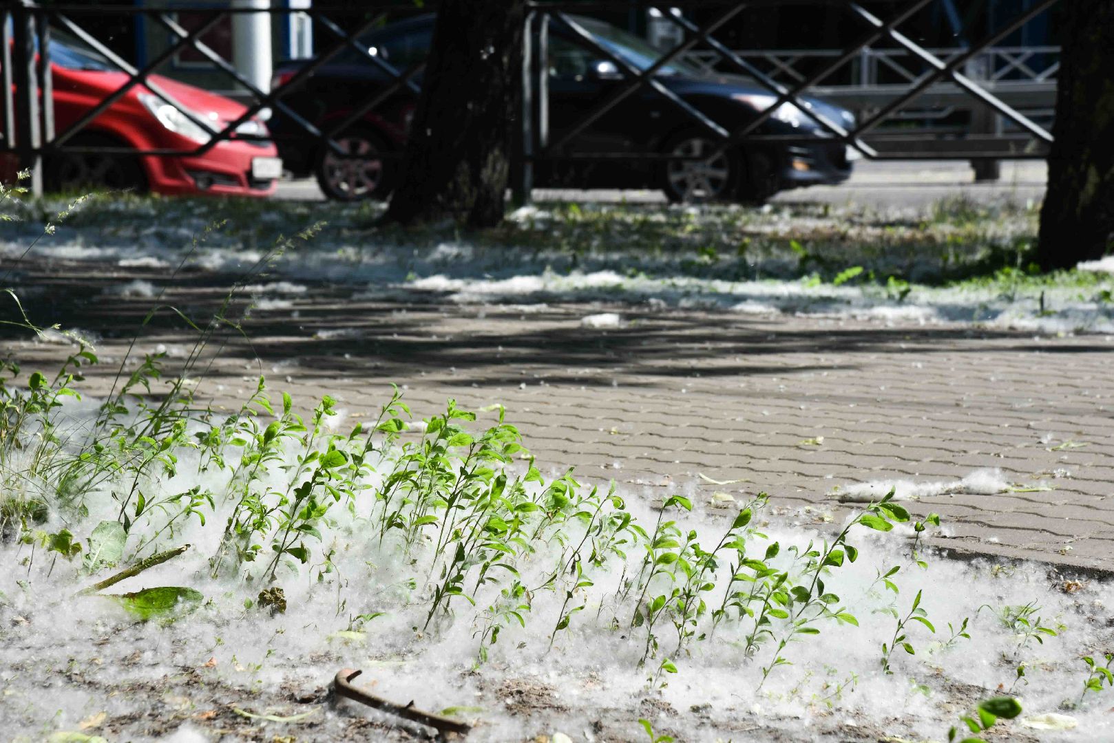 Химки, аллергия, рекомендации
